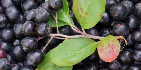 Kako zamrznuti borovnice za zimu u frižideru